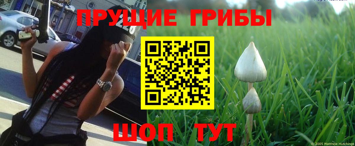 Воткинск  Псилоцибиновые грибы Cubensis  Вход с VPN 
